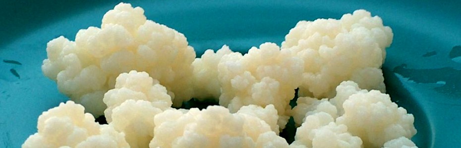 Kefir: un elisir di lunga vita a portata di cucchiaino!