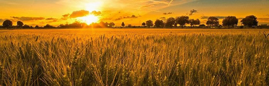 Grano duro: un’ eccellenza tutta siciliana