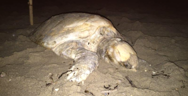 Capaci, trovata una tartaruga morta sulla spiaggia. Claudia Mannino (M5S): “Utilizzatela per fini didattici”