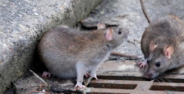 Prognosi di sette giorni per l’operaio Ato di Capaci assalito dai topi