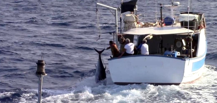 Inseguimento al largo di Isola delle Femmine: fermati dei pescatori di frodo di tonno rosso